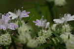 Narrowleaf mountainmint